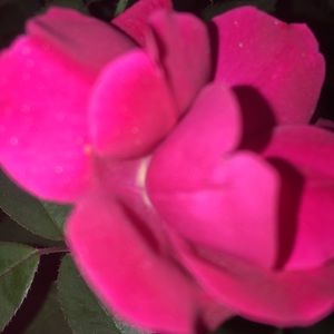 Meet your Posher, Kira